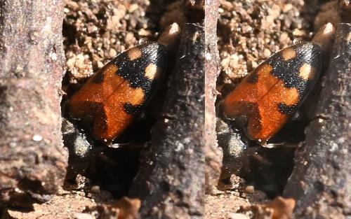 Drasterius bimaculatus