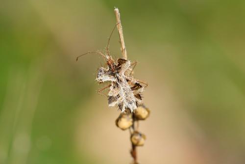Réf. 338 160 : Phyllomorpha laciniata