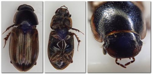 Melinopterus tingens