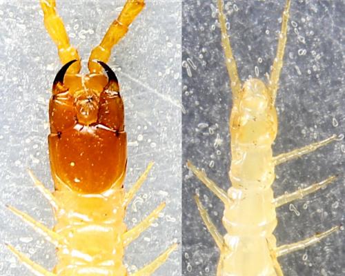 Geophilus flavus