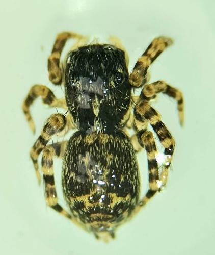Réf. 338 422 : Pseudeuophrys erratica