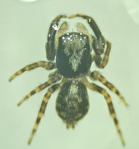 Pseudeuophrys lanigera