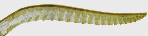 Réf. 338 359 : Pachyprotasis simulans