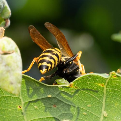 Polistes dominula