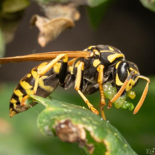Réf. 338 081 : Polistes dominula