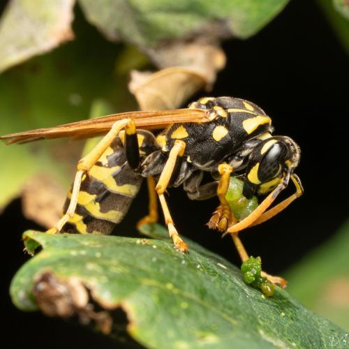 Polistes dominula