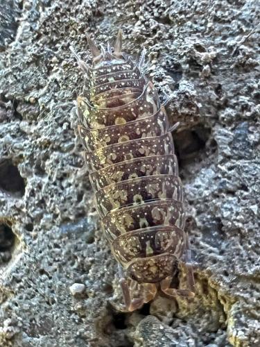 Acaeroplastes melanurus