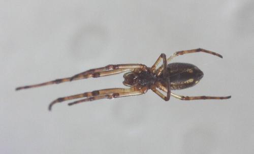 Episinus truncatus