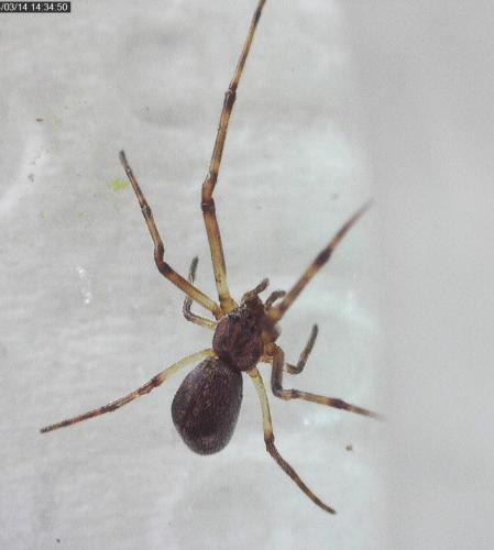 Episinus truncatus