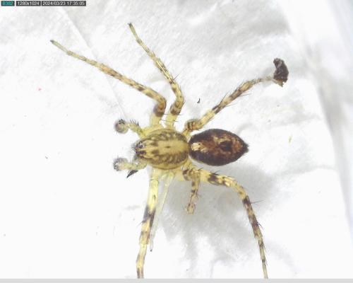 Réf. 338 640 : Anyphaena accentuata