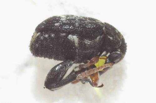 Réf. 338 622 : Bruchus sp.
