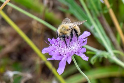 Bombus sp.