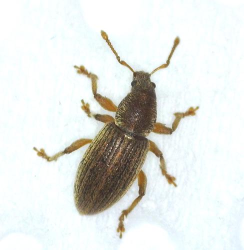 Réf. 338 423 : Polydrusus marginatus