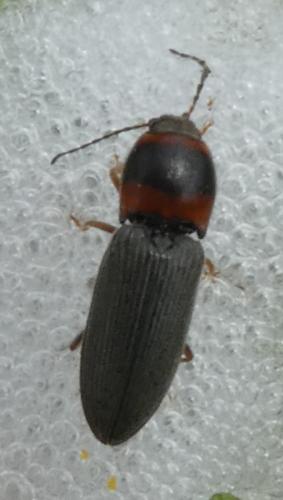 Cardiophorus sp.