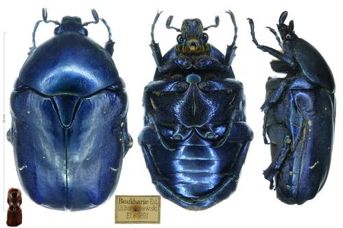 Réf. 338 225 : Netocia cyanea