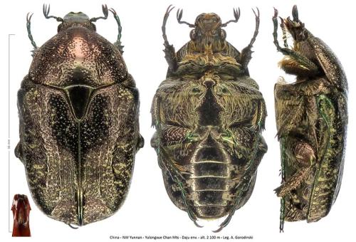 Potosia yunnana