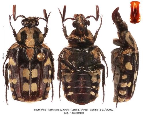 Costinota decora