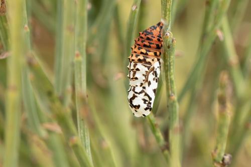 Réf. 338 017 : Melitaea didyma