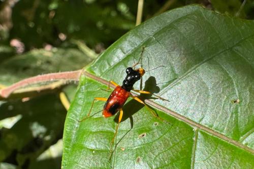 Therates fasciatus
