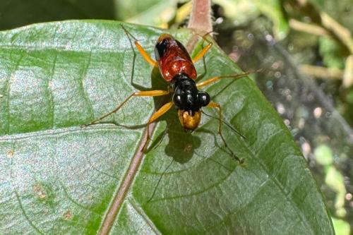 Therates fasciatus