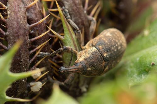 Réf. 338 447 : Larinus pollinis