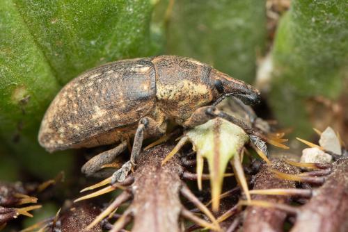 Réf. 338 446 : Larinus pollinis