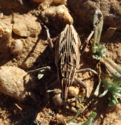Coniocleonus nigrosuturatus