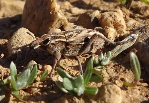 Coniocleonus nigrosuturatus
