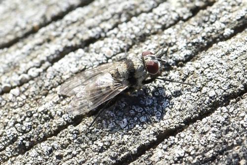 Anthomyia illocata