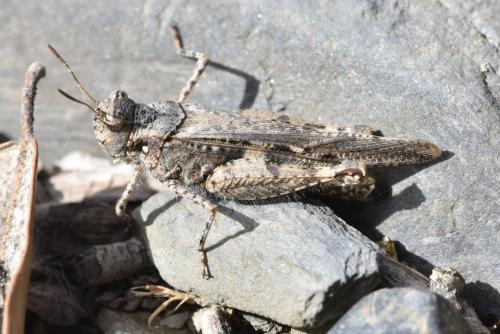 Réf. 338 626 : Acrotylus insubricus insubricus
