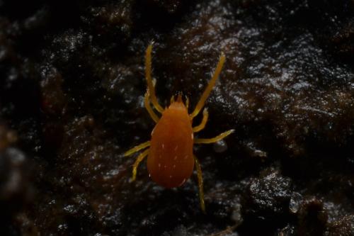 Réf. 338 150 : Labidostomma luteum