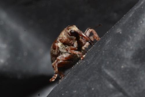 Coeliodes ilicis