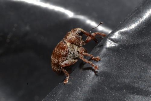 Réf. 338 517 : Coeliodes ilicis