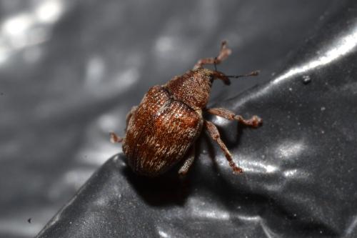 Coeliodes sp.