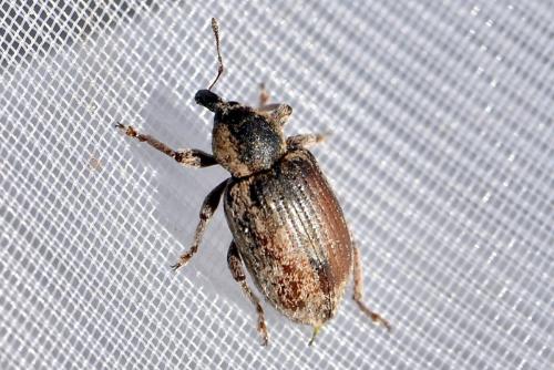 Réf. 338 580 : Hypera sp.