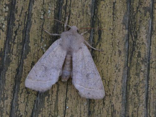 Orthosia cerasi