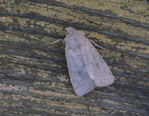 Orthosia cerasi