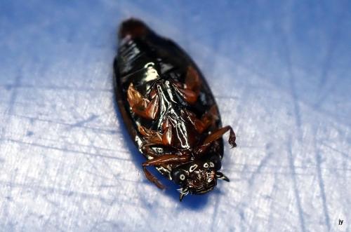 Gyrinus sp.
