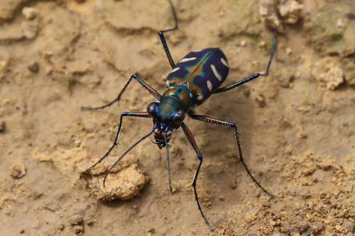 Cicindela aurulenta