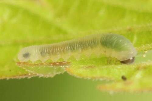 Empria pumila