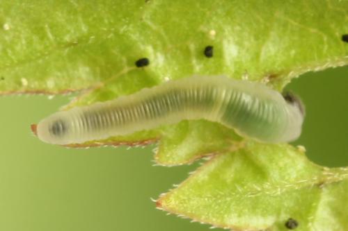 Réf. 338 669 : Empria pumila