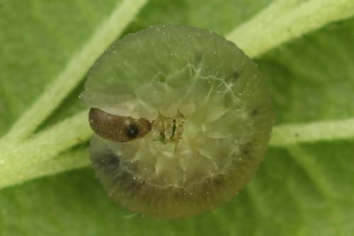 Empria pumila