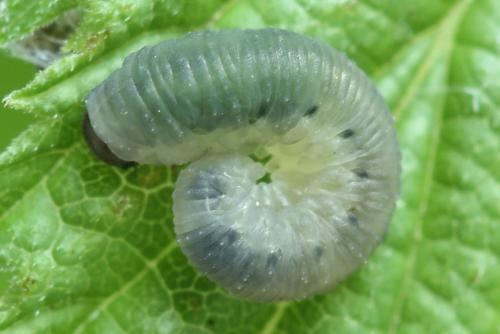 Empria pumila