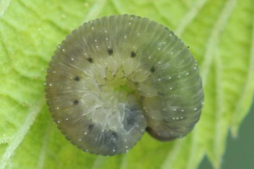 Empria pumila