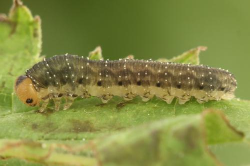 Empria pumila
