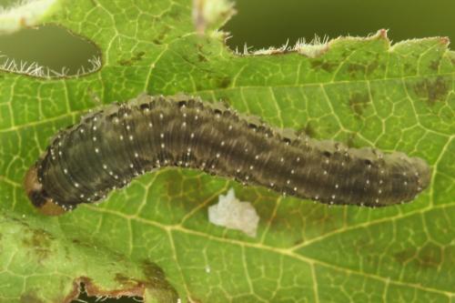 Empria pumila