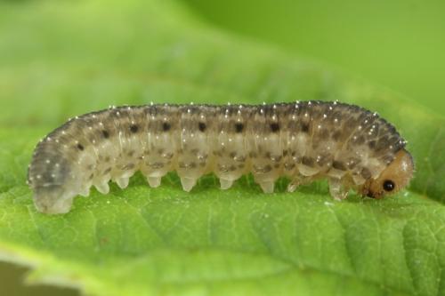 Empria pumila