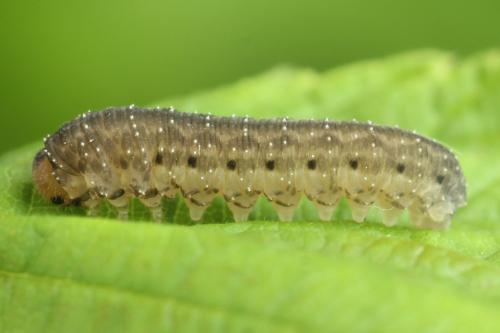 Empria pumila