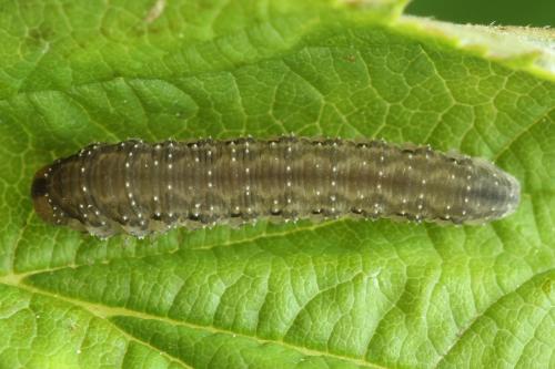Réf. 338 718 : Empria pumila