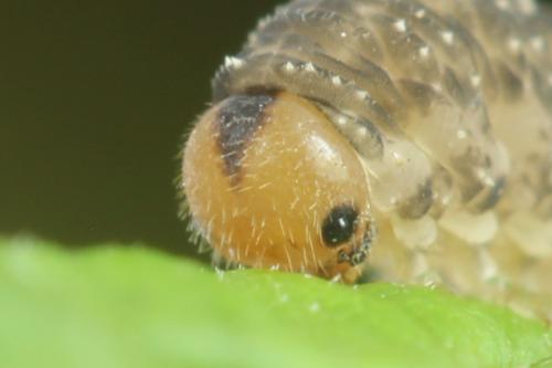 Réf. 338 719 : Empria pumila